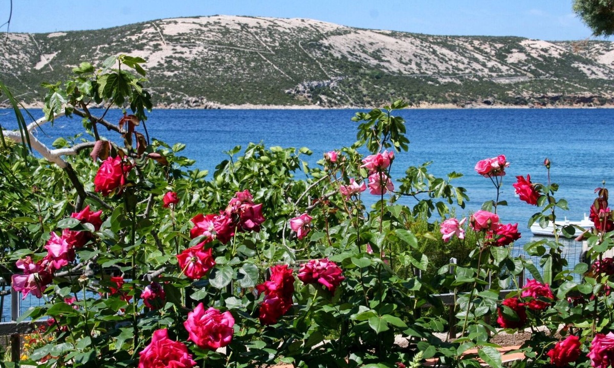 Stara Novalja Apartment | Two bedroom apartment near beach Stara Novalja, Pag (A-4106-e)