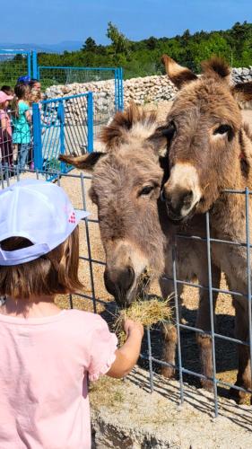 Smrika Apartment | Villa Suzi - Family Farm Stay with Donkeys, Pool and Sea View near Rijeka