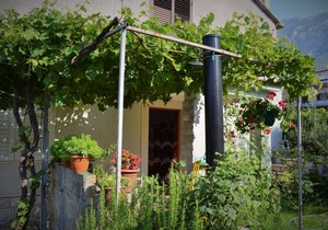 Olive apartment