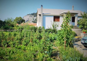 Olive apartment
