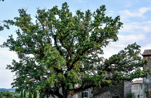 Marusici Apartment | Charming apartment in a beautiful garden under the shade of a centuries-old oak
