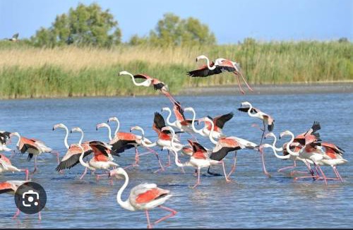 Le Grau-Du-Roi Boat Rental | Instant insolite dans un bateau aux portes de la Camargue