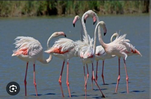 Le Grau-Du-Roi Boat Rental | Instant insolite dans un bateau aux portes de la Camargue