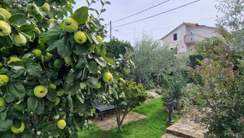 Brzac Resort | Molnar Resort Villa Mimoza & Apartment Nea
