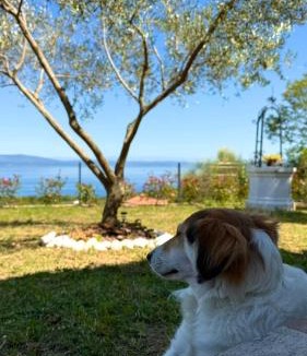 Drenje Villa | Stone House Sea View Vista Natura Private Garden Quiet Location
