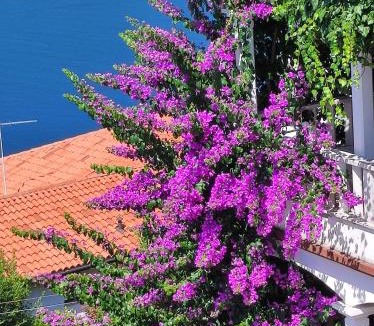 Duga Luka Apartment | Villa Luma Apartments