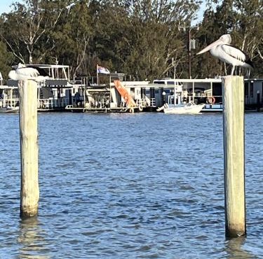 Pelicans Perch