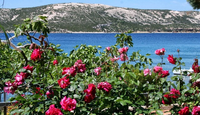 Two bedroom apartment near beach Stara Novalja, Pag (A-4106-e)