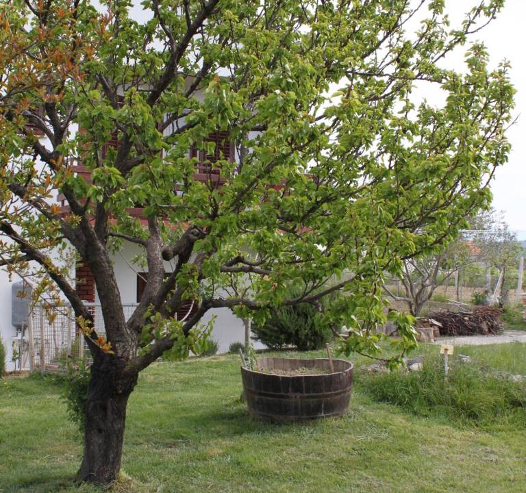 Photo of Others in Ljubac