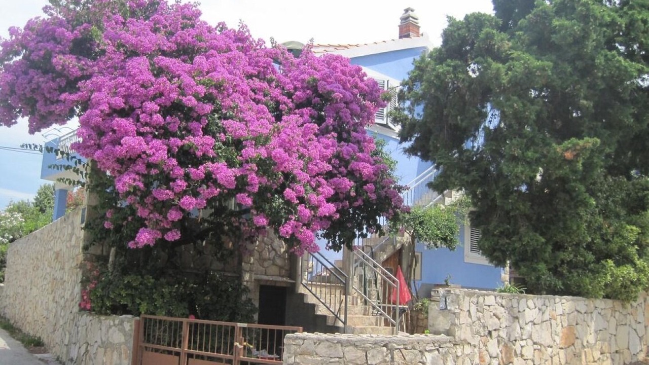 Photo of Outdoor in Maslinica