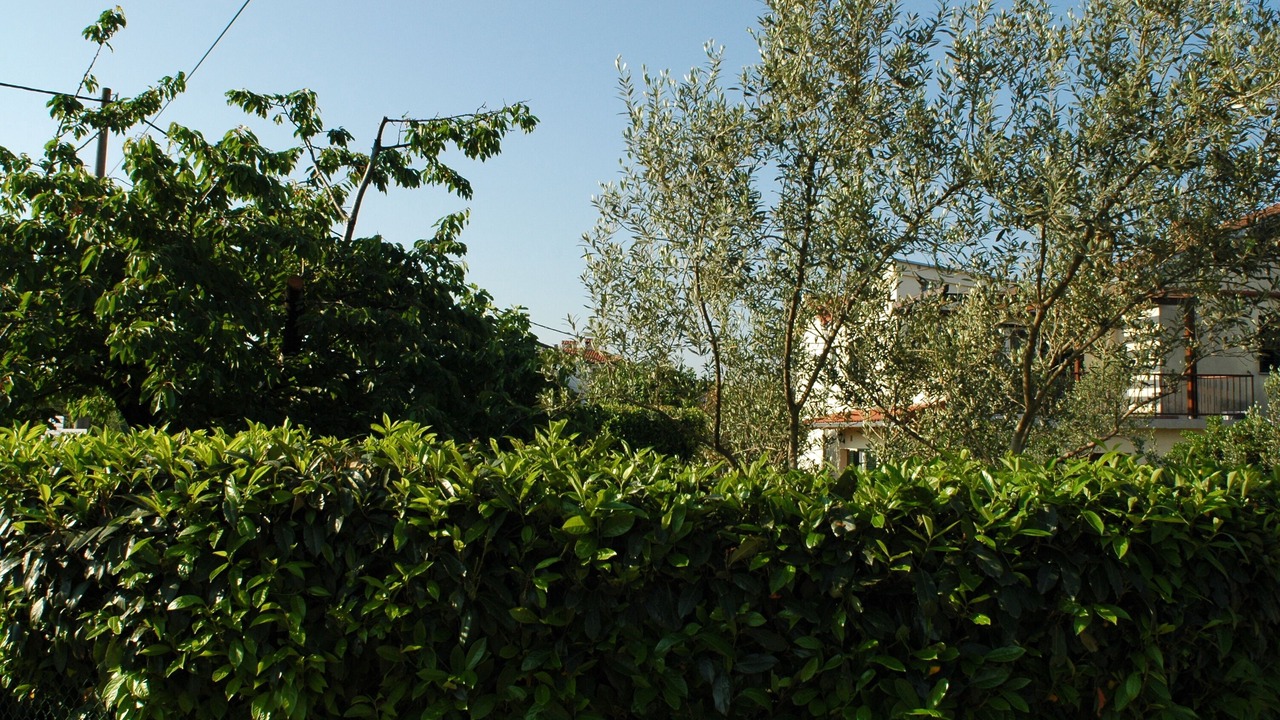 Photo of Outdoor in Milovcici