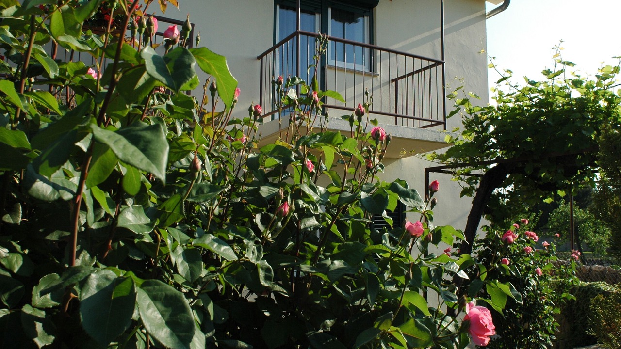 Photo of Outdoor in Milovcici