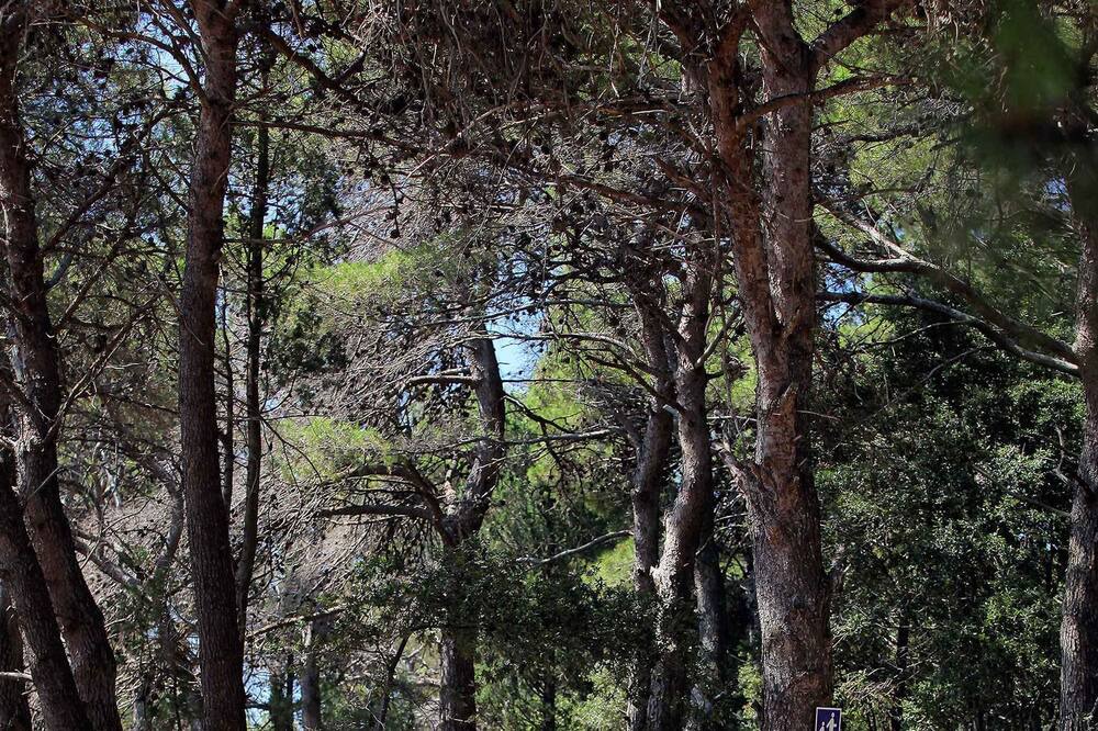 Photo of Outdoor in Banjole