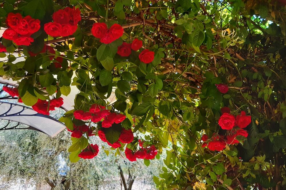 Photo of Outdoor in Medulin