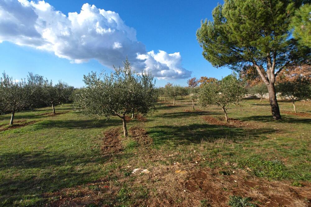 Photo of Outdoor in Orbanici