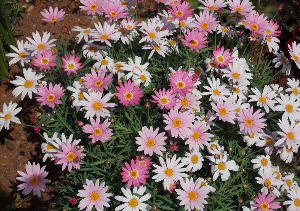 Photo of Outdoor in Opric