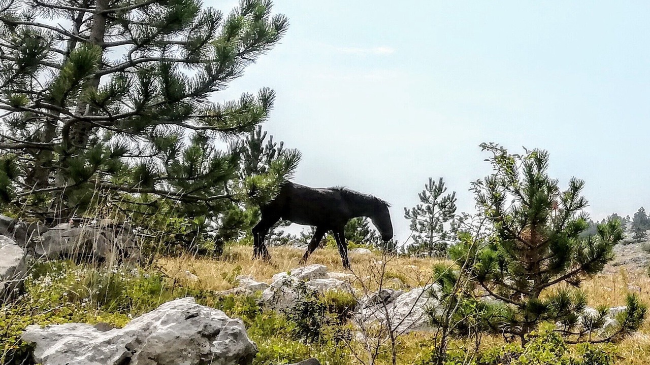 Photo of Outdoor in Tribalj