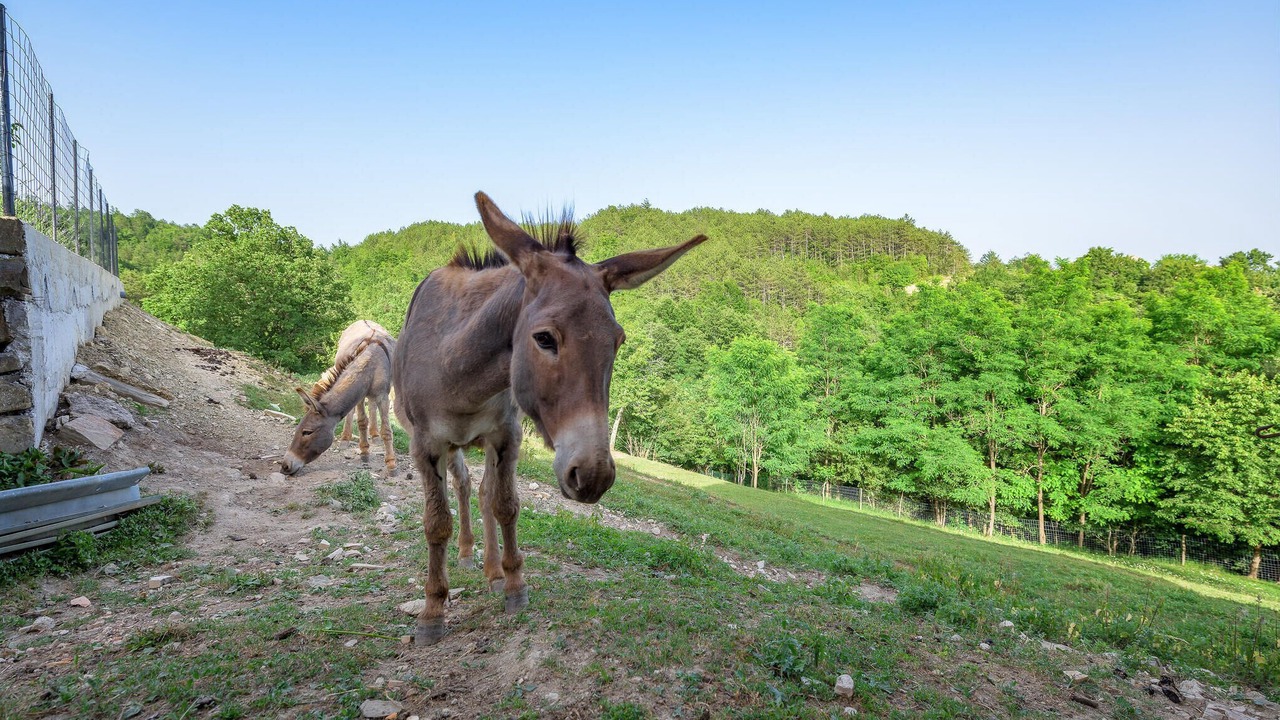 Photo of Others in Gologorica