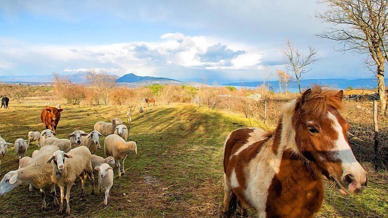 Photo of Others in Bartici