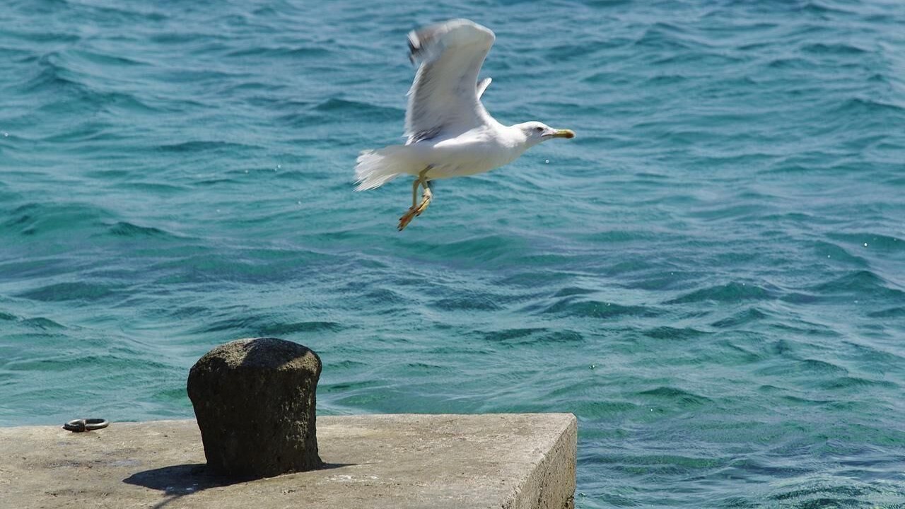 Photo of Others in Potirna