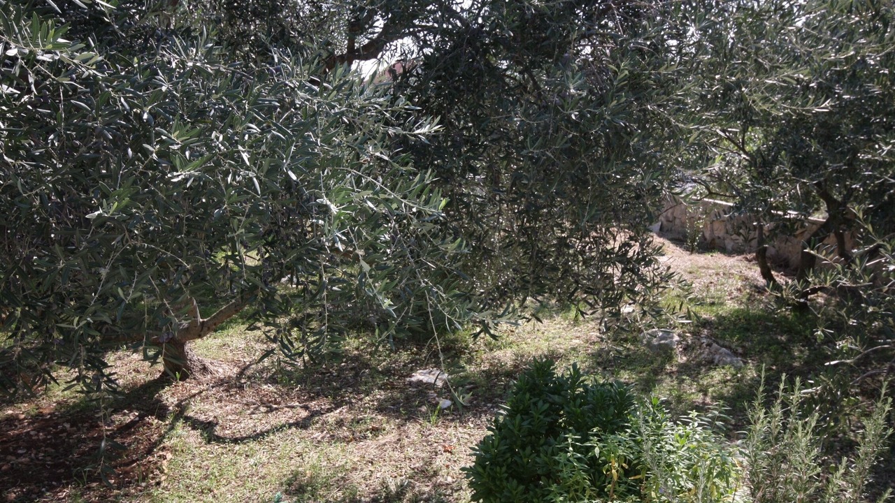 Photo of Others in Maslinica