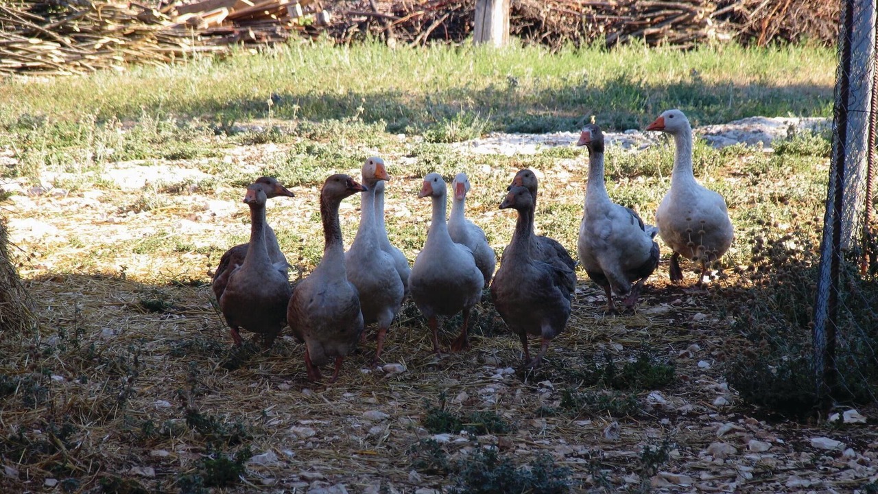 Photo of Others in Hrboki