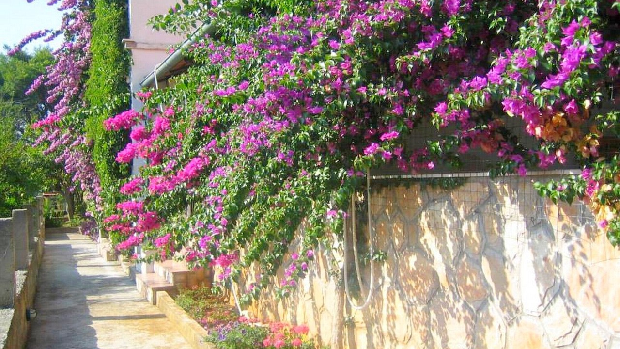 Photo of Outdoor in Island Hvar