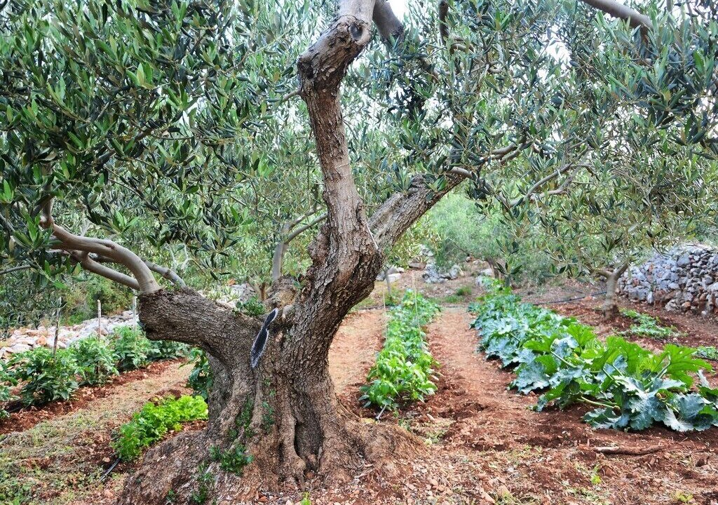 Photo of Outdoor in Pucisca