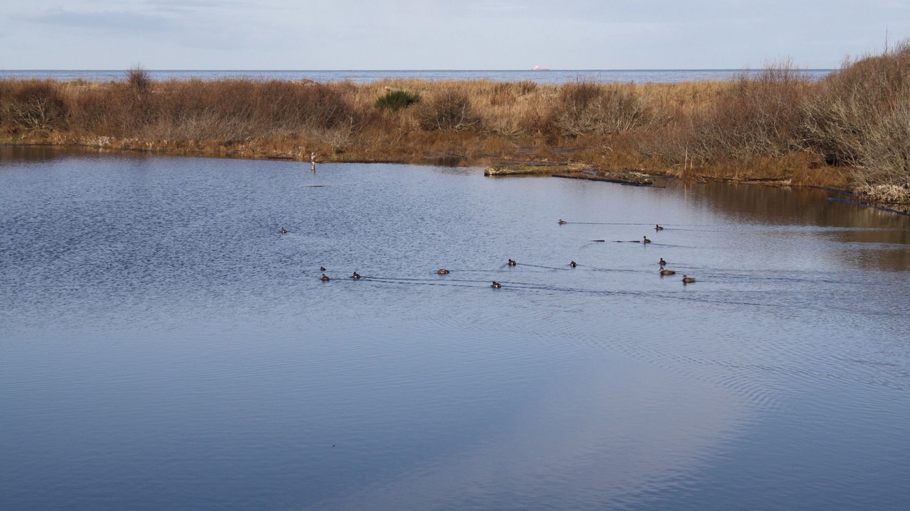 Photo of Others in Port Angeles
