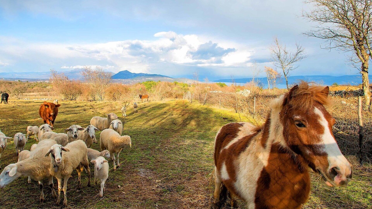 Photo of Others in Bartici