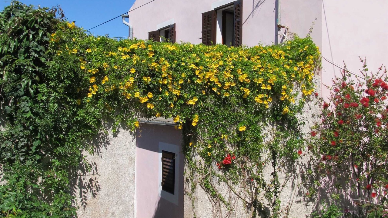 Photo of Outdoor in Veli Losinj