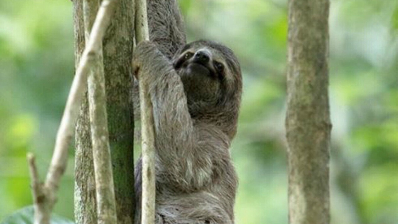 Photo of Others in Dominical