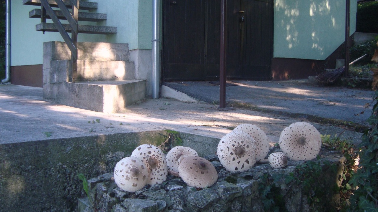 Photo of Others in Vrbovsko
