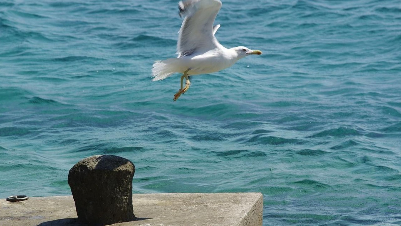 Photo of Others in Potirna
