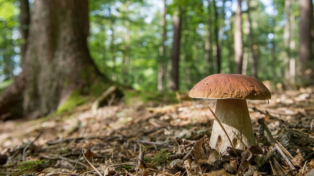 Photo of Outdoor in Brestova Draga