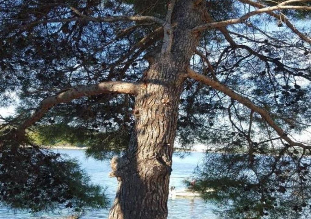 Photo of Others in Maslinica