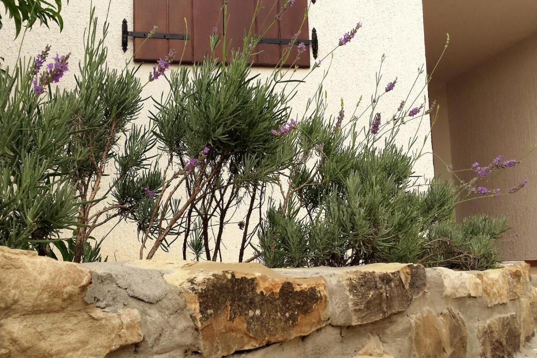 Photo of Others in Motovun