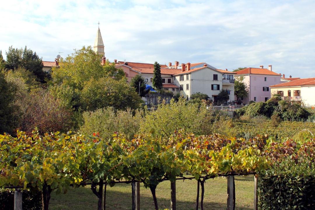 Photo of Others in Nedescina