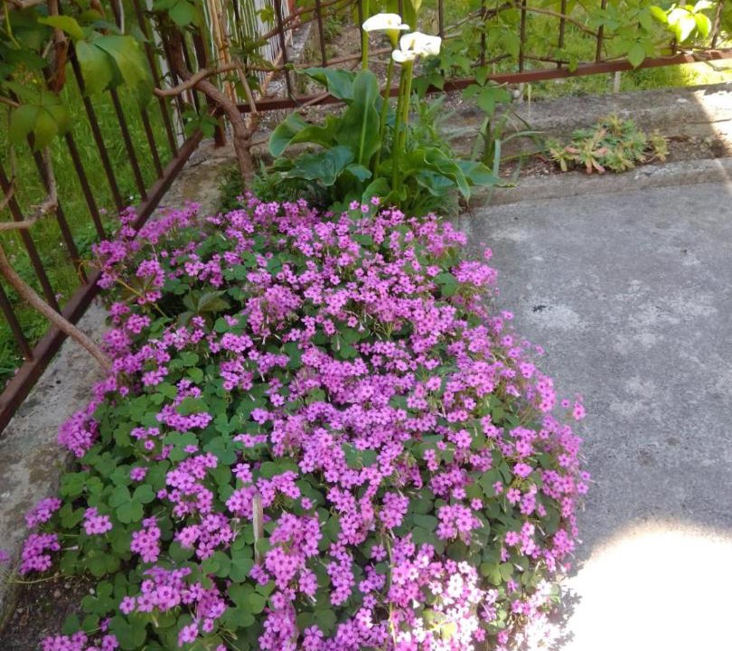 Photo of Outdoor in Omis