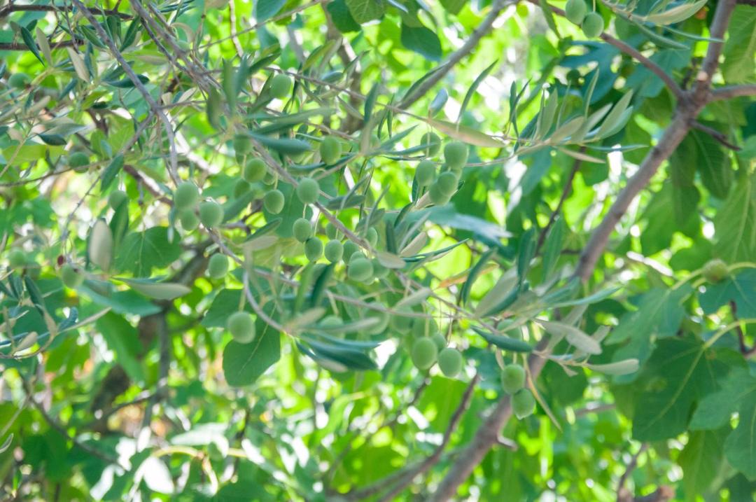 Photo of Outdoor in Arbanija