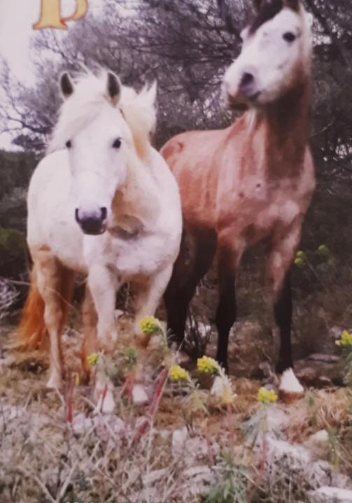 Photo of Others in Jakisnica