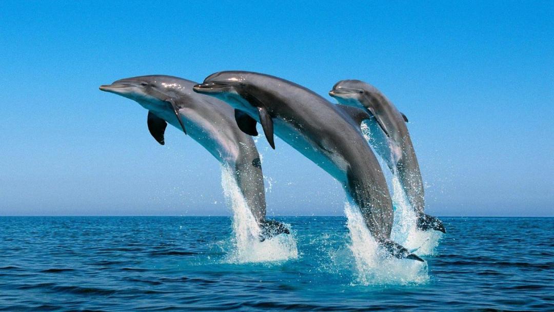 Photo of Others in Cove Murtar